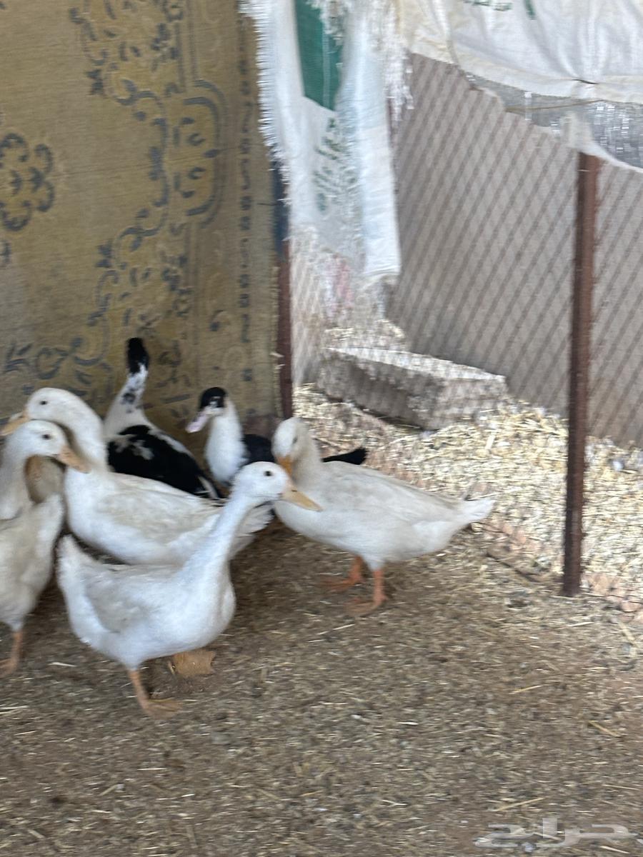 بط بكيني64545870448641112