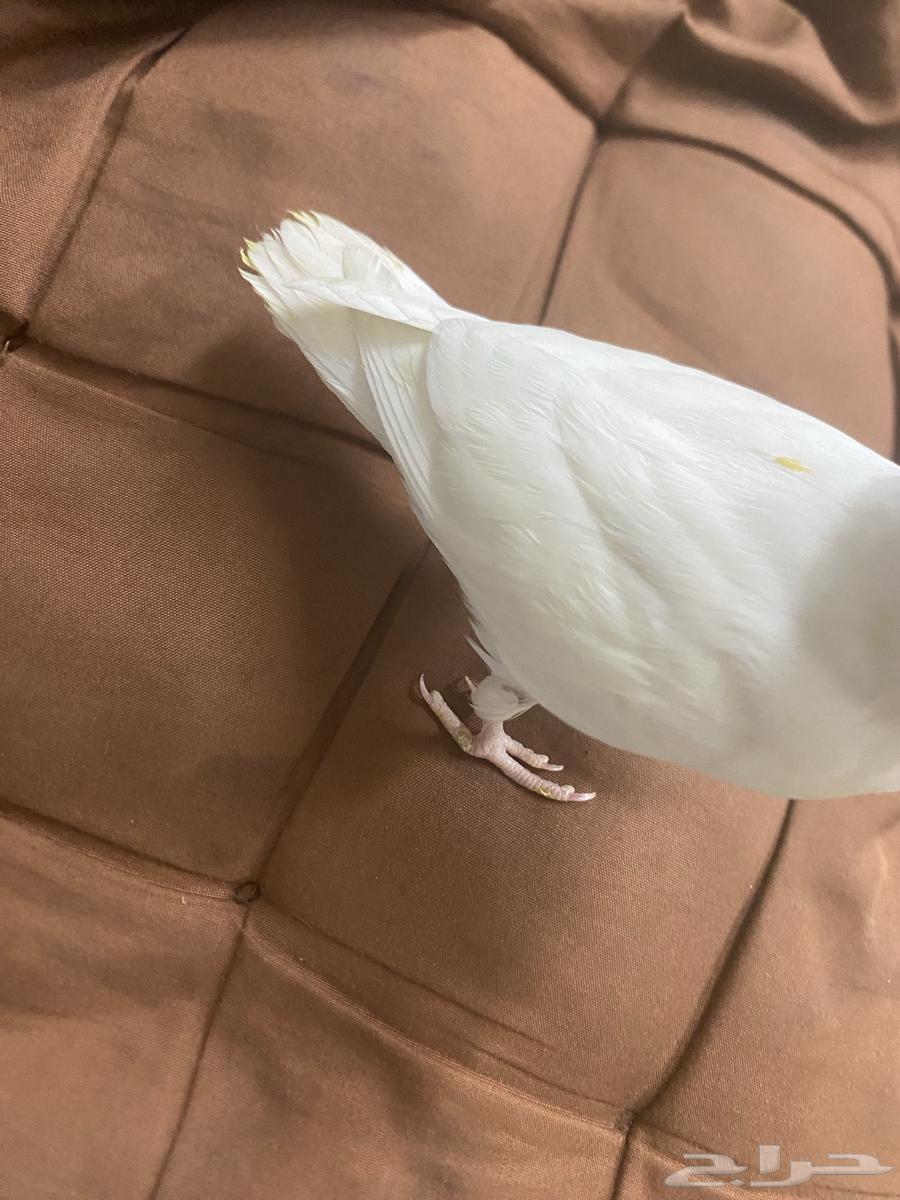 روز البينو هدد (تم البيع)64551490612099110