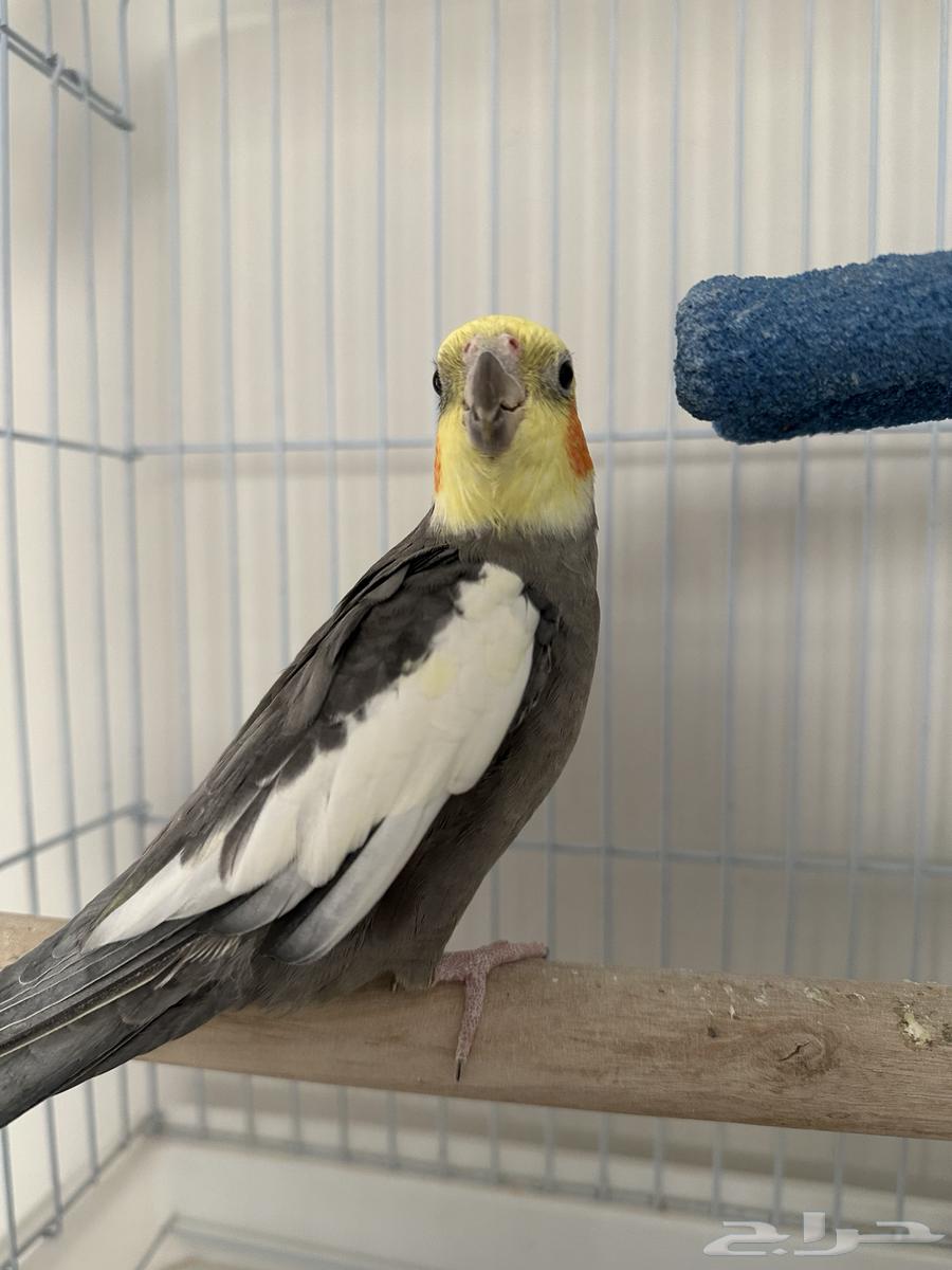 Crown Bird64547291247489111