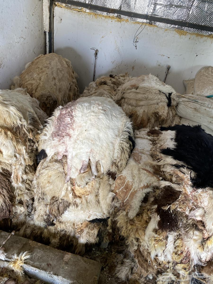 جلد غنم للبيع64547110442498111