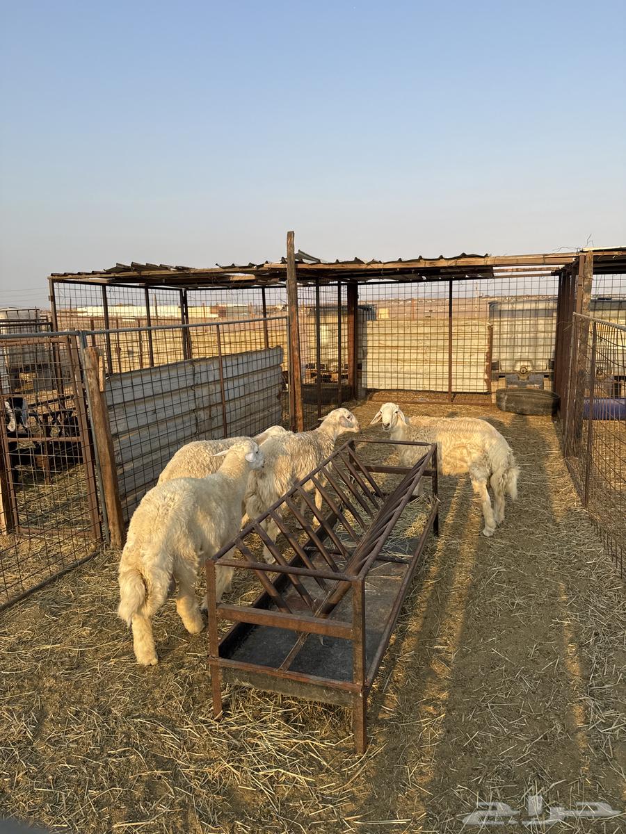 طليان ورخال حريه64549797944835112