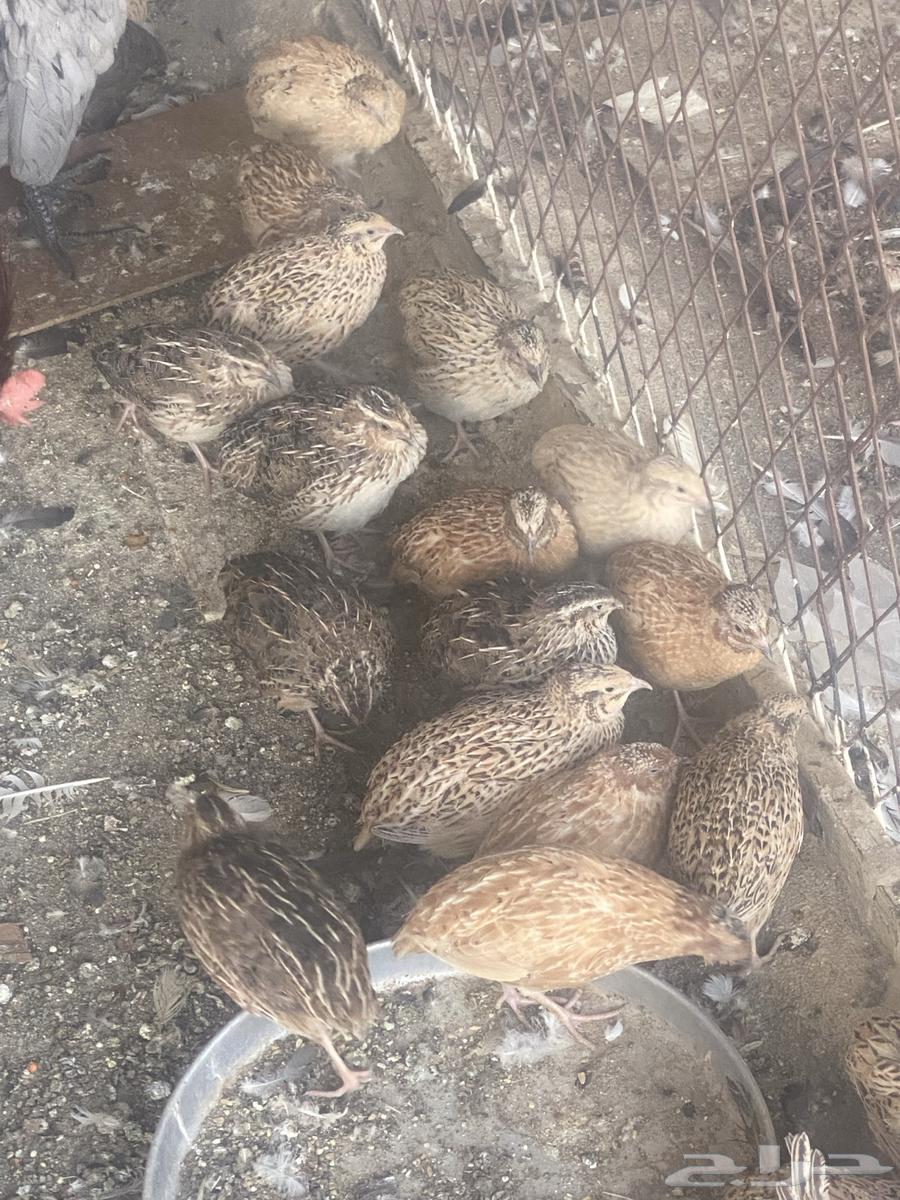 White quails for sale64545174636419111