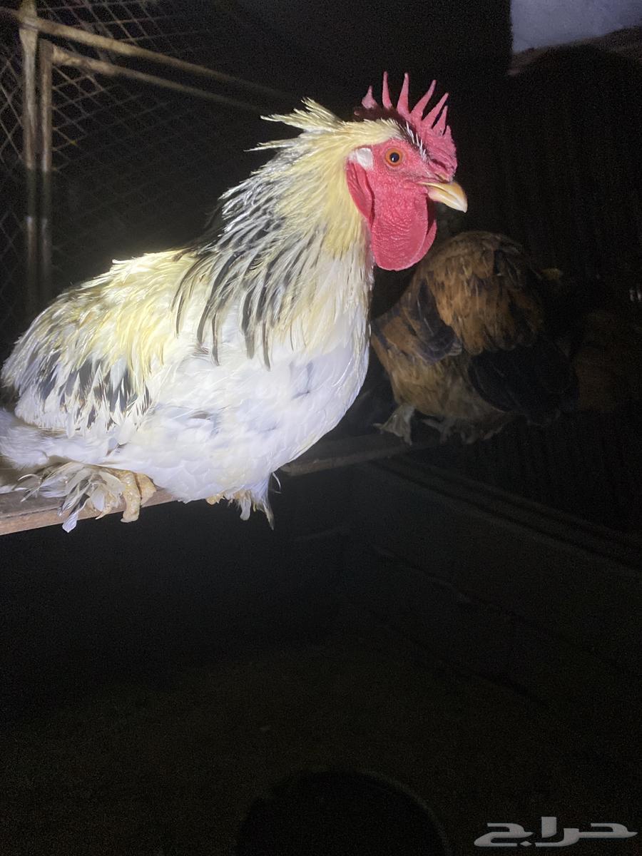 ديك براهما64543959311105111