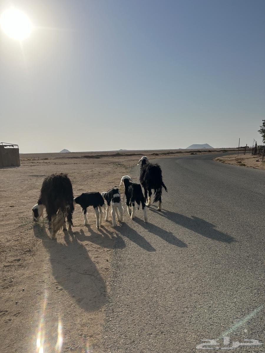 للبيع شياه نجد ولد64545374708099114