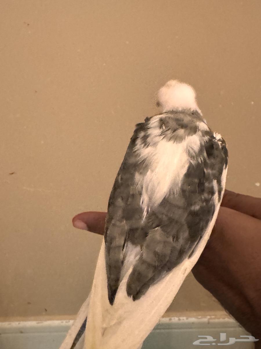 فرخين كروان64550732958083111