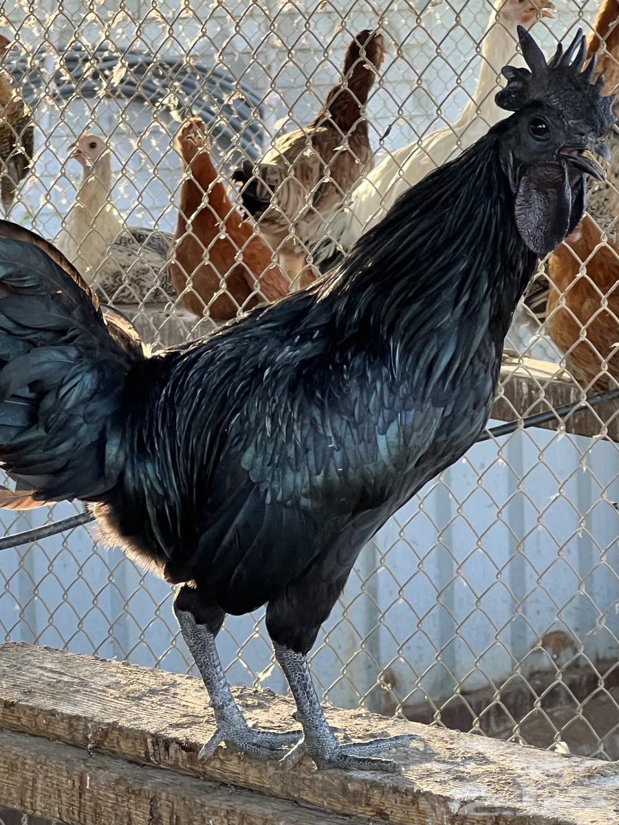 دجاج إندونيسي سومطرا بياض64546498490627111