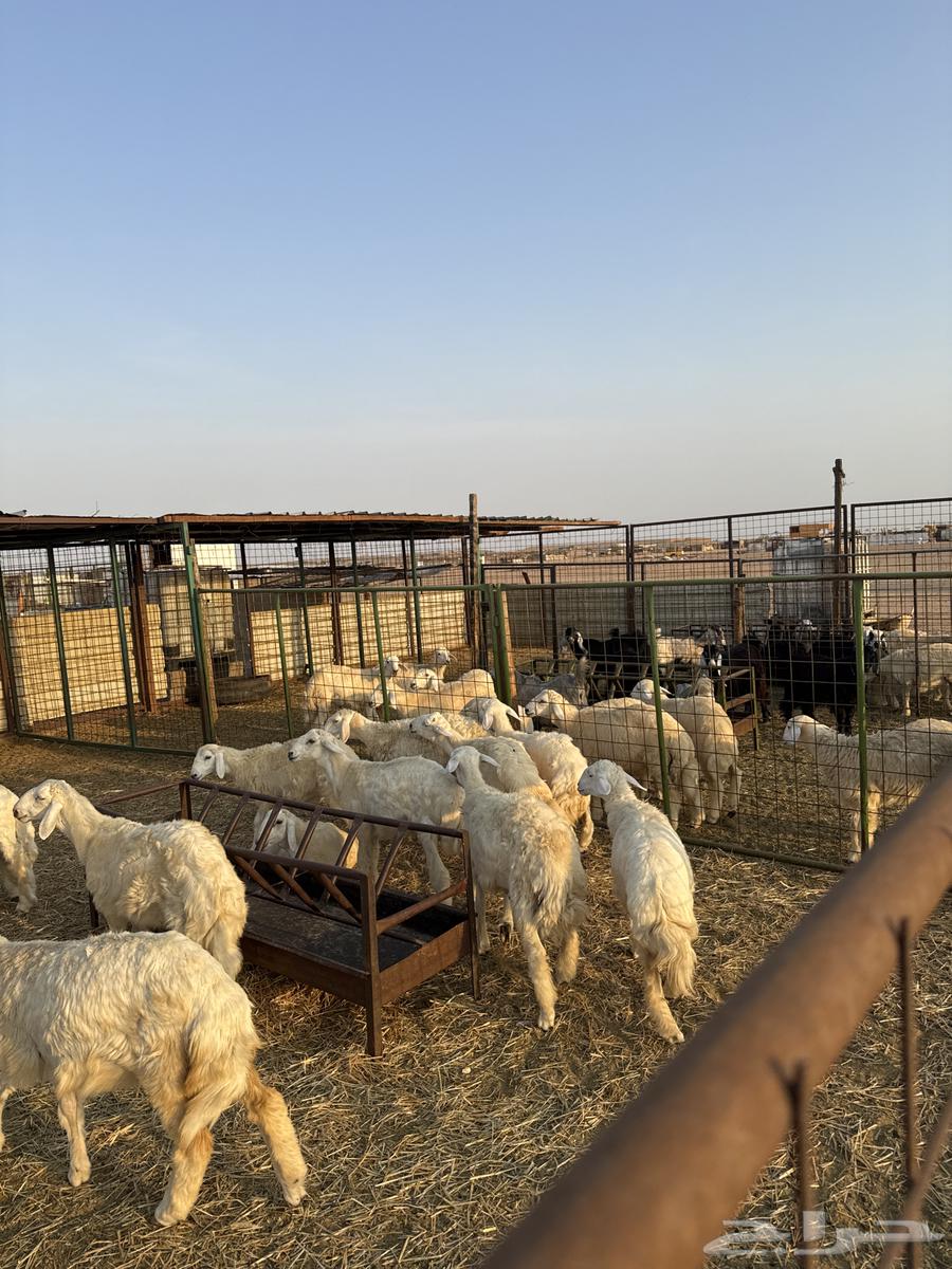 طليان ورخال حريه64549797944835111