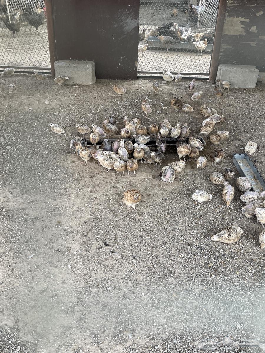 للبيع سمان فري بلدي64550511494529110