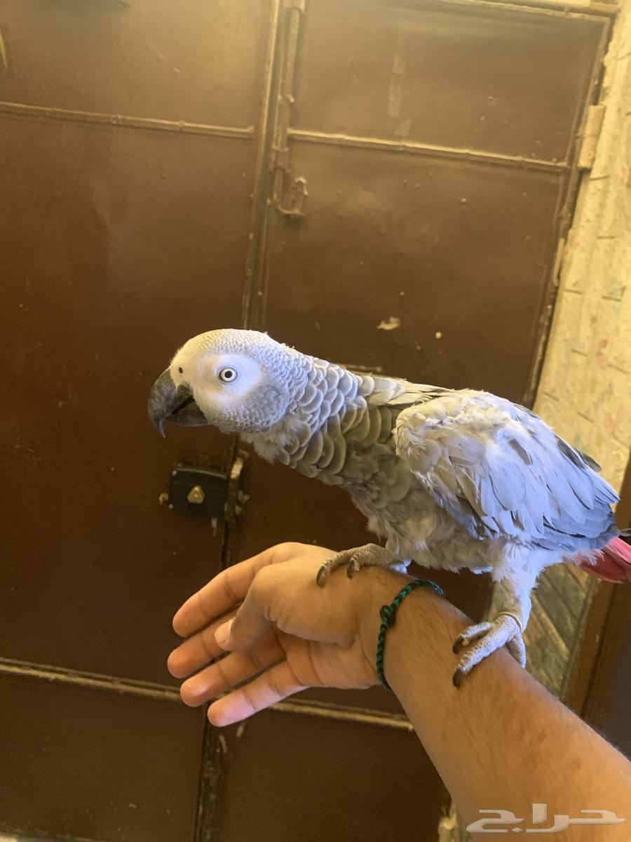 Casko for sale64551405652355110