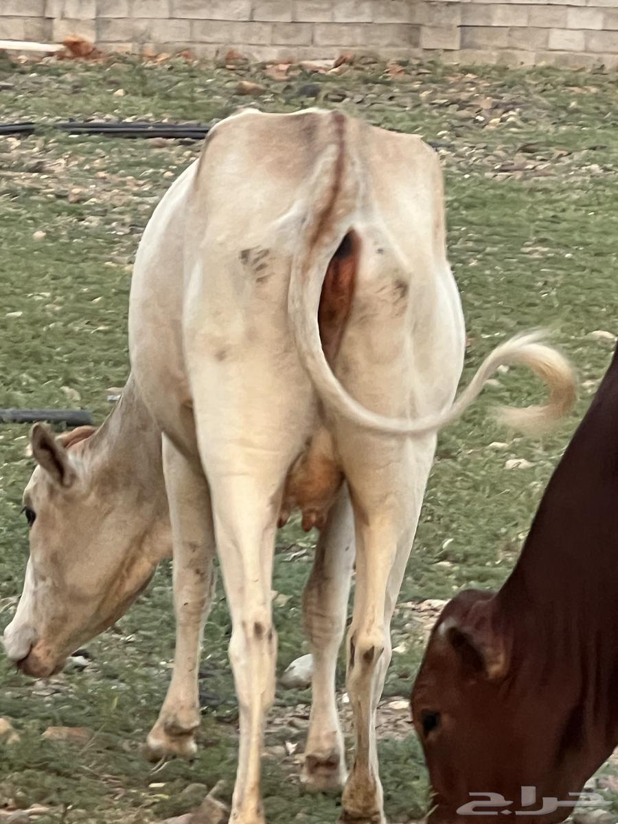 بقره ثنيه دافع للبيع64550874218753110