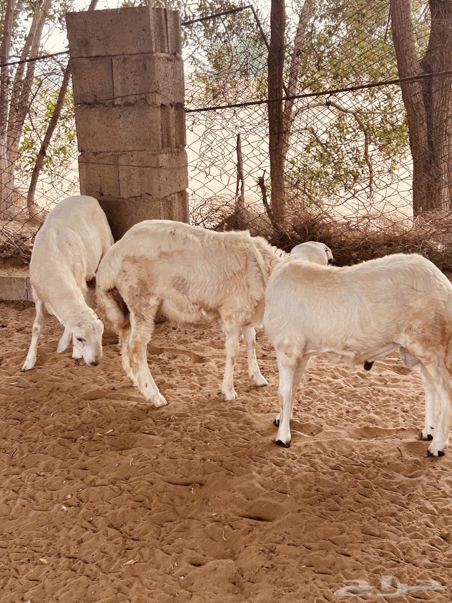 طليان64551661721346111