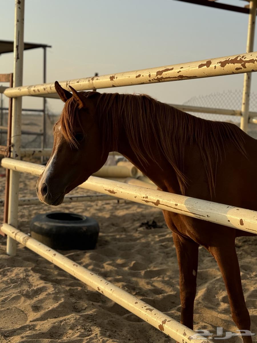 خيل للبيع64548547403266113