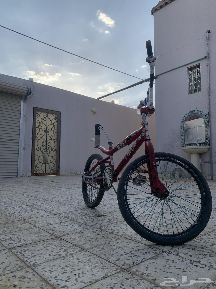 كوبرا للبيع64546158780418110