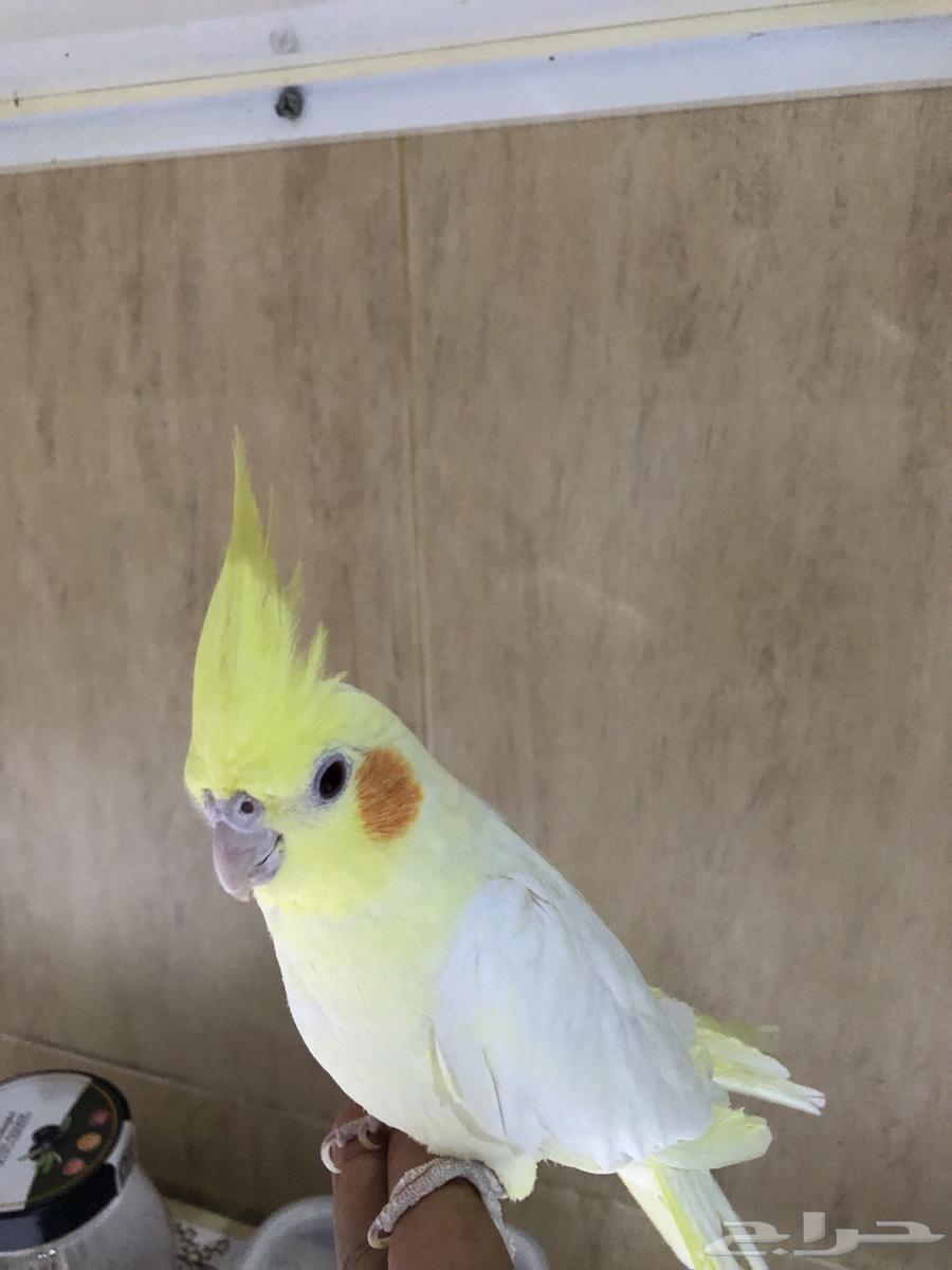 للبيع طير كروان اليف64547068843906113