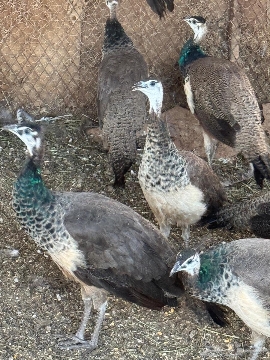 Peacocks64548702883330110