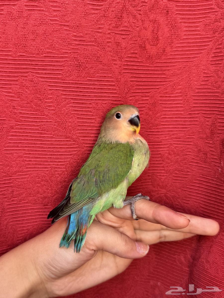 ( تم البيع الله يبارك ) طير روز اليف هدد نشبهه مناسب ل64547666448001113