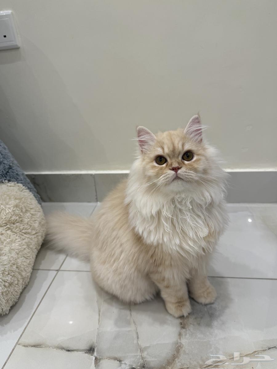 قطة للبيع64552463019651110