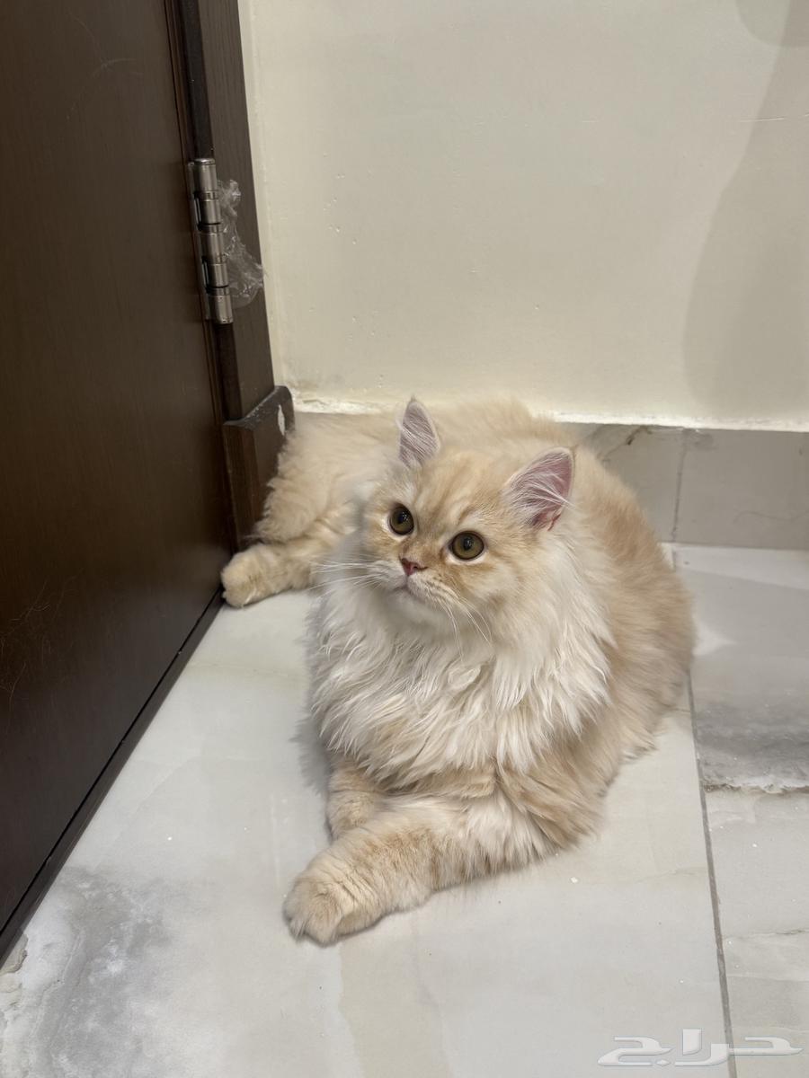 قطة للبيع64552463019651111