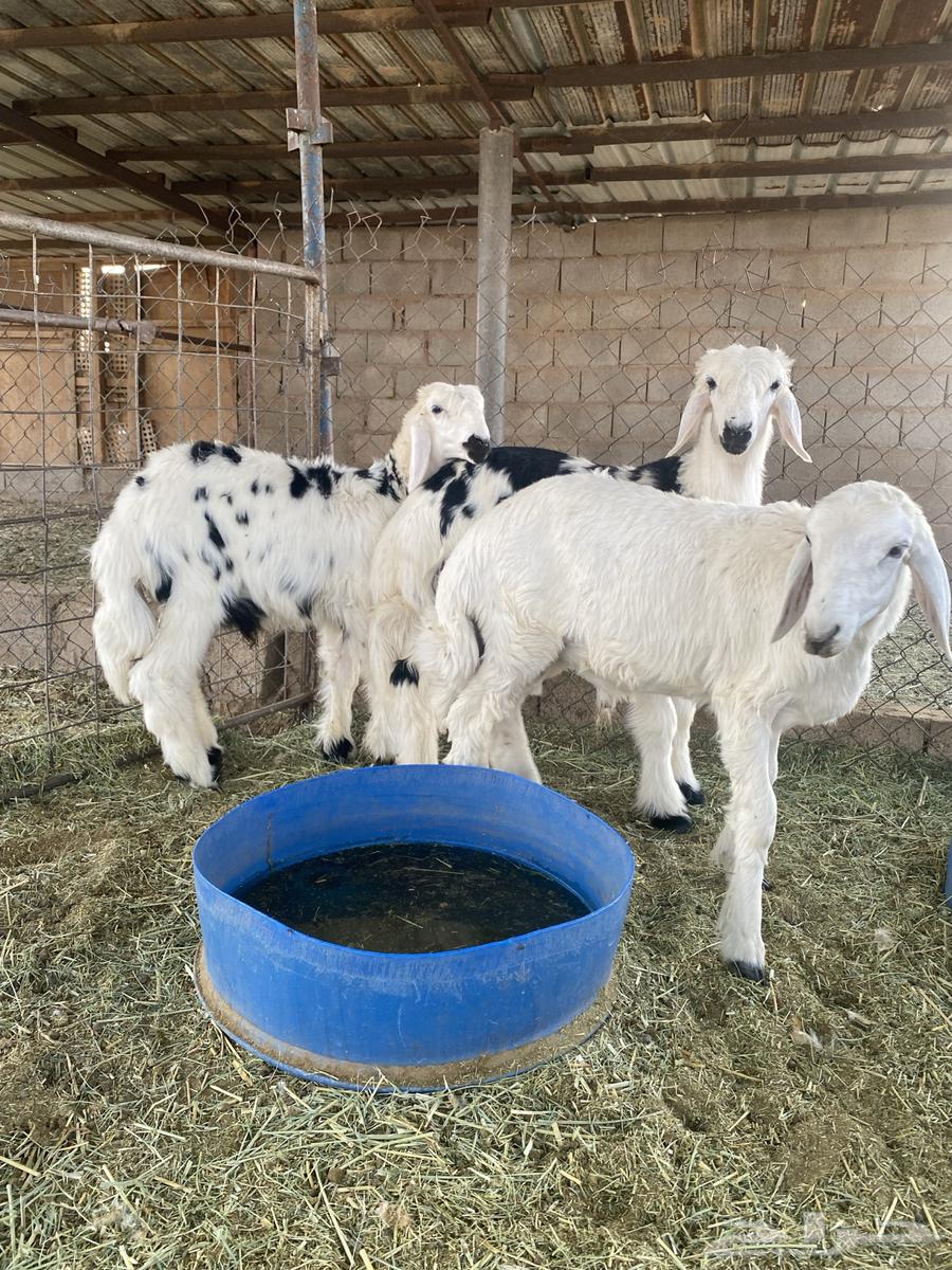 بهم للبيع64549740437121111