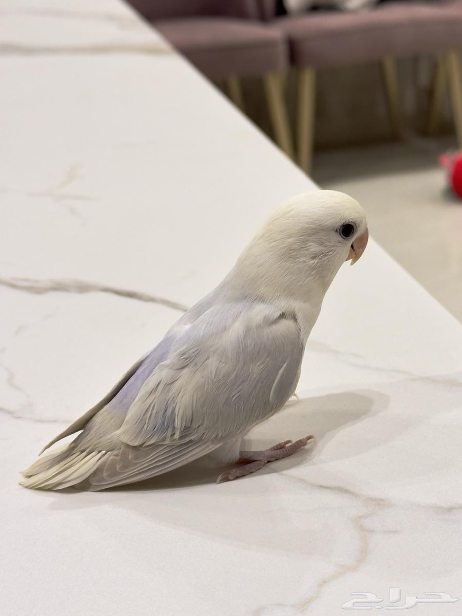 للبيع طير روز64548098532227111