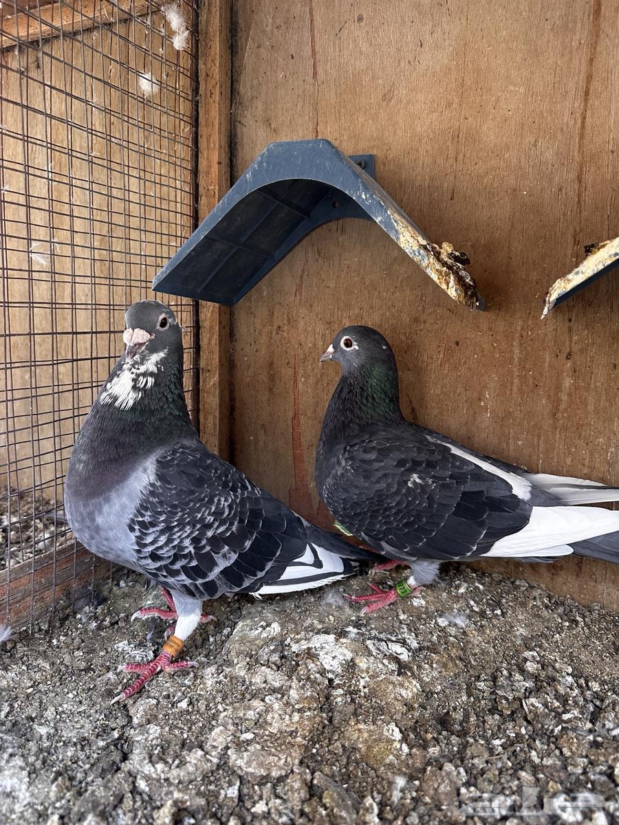 زاجل جان اردن(تم البيع)64546776588931111