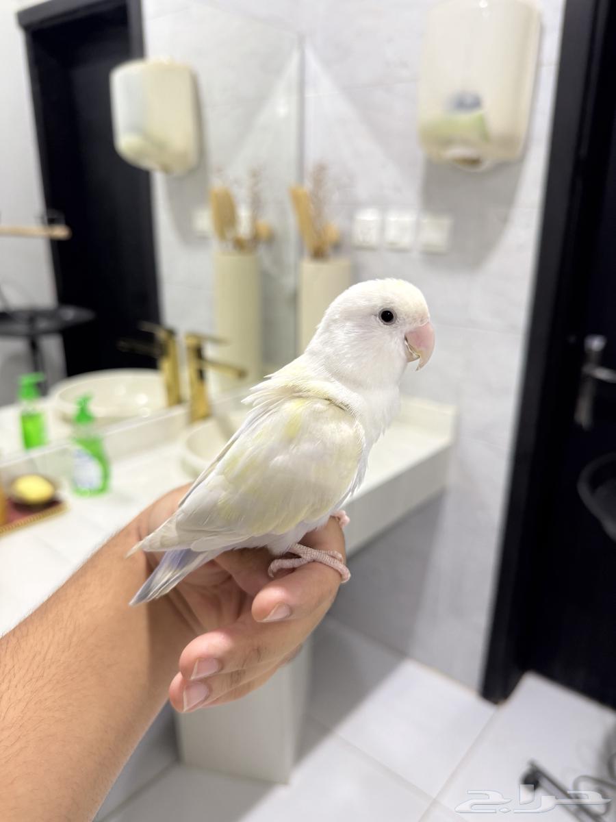 روز اليف وهدد للبيع64552163453186112