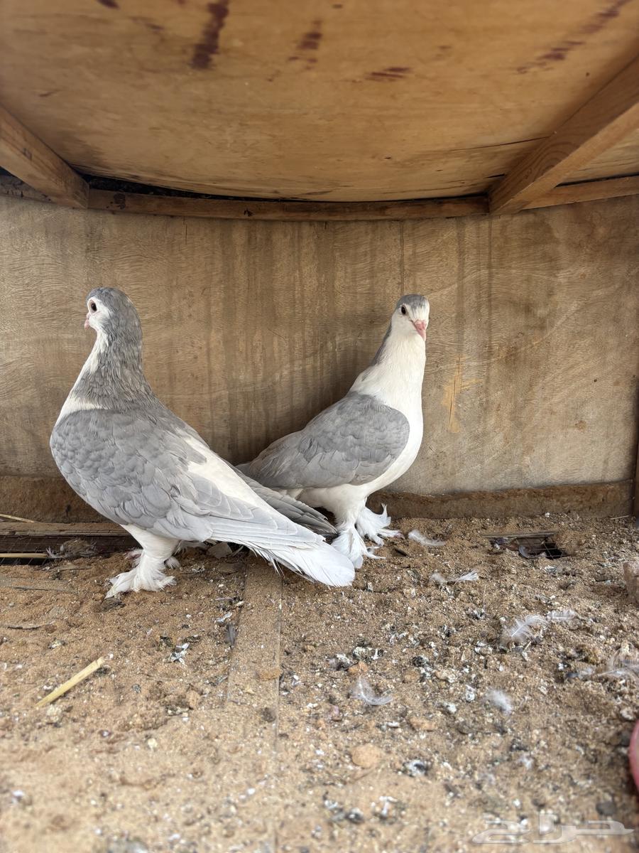 للبيع حمام جوز64552363385729110