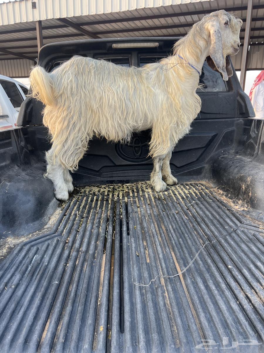 One and a half years old, meets all conditions64545104566147111