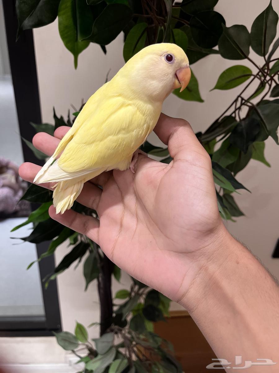 روز اليف جدا  و هدد داخلي وخارجي64552277712129110