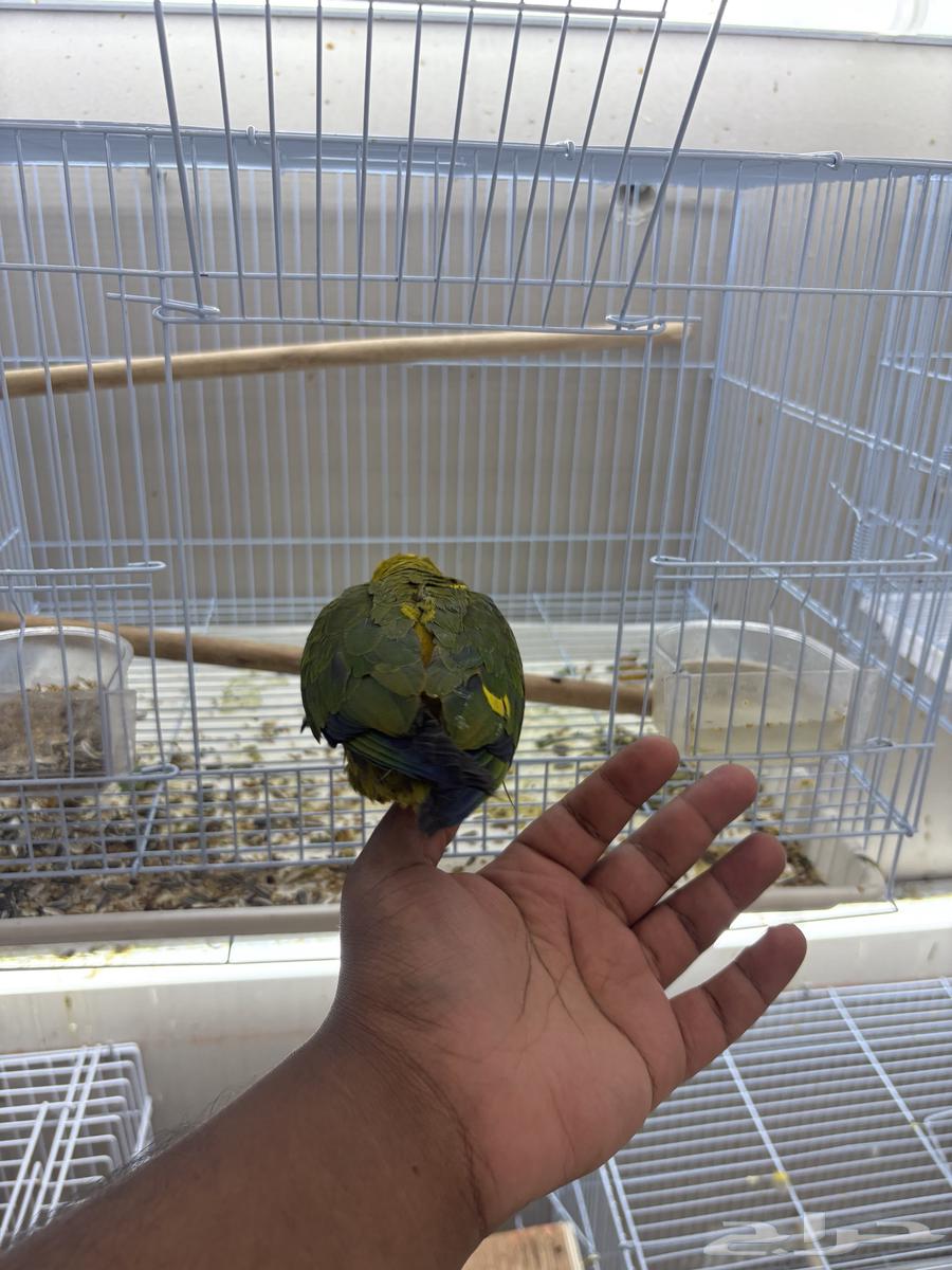 صن كنيور تم البيع64552076819585112