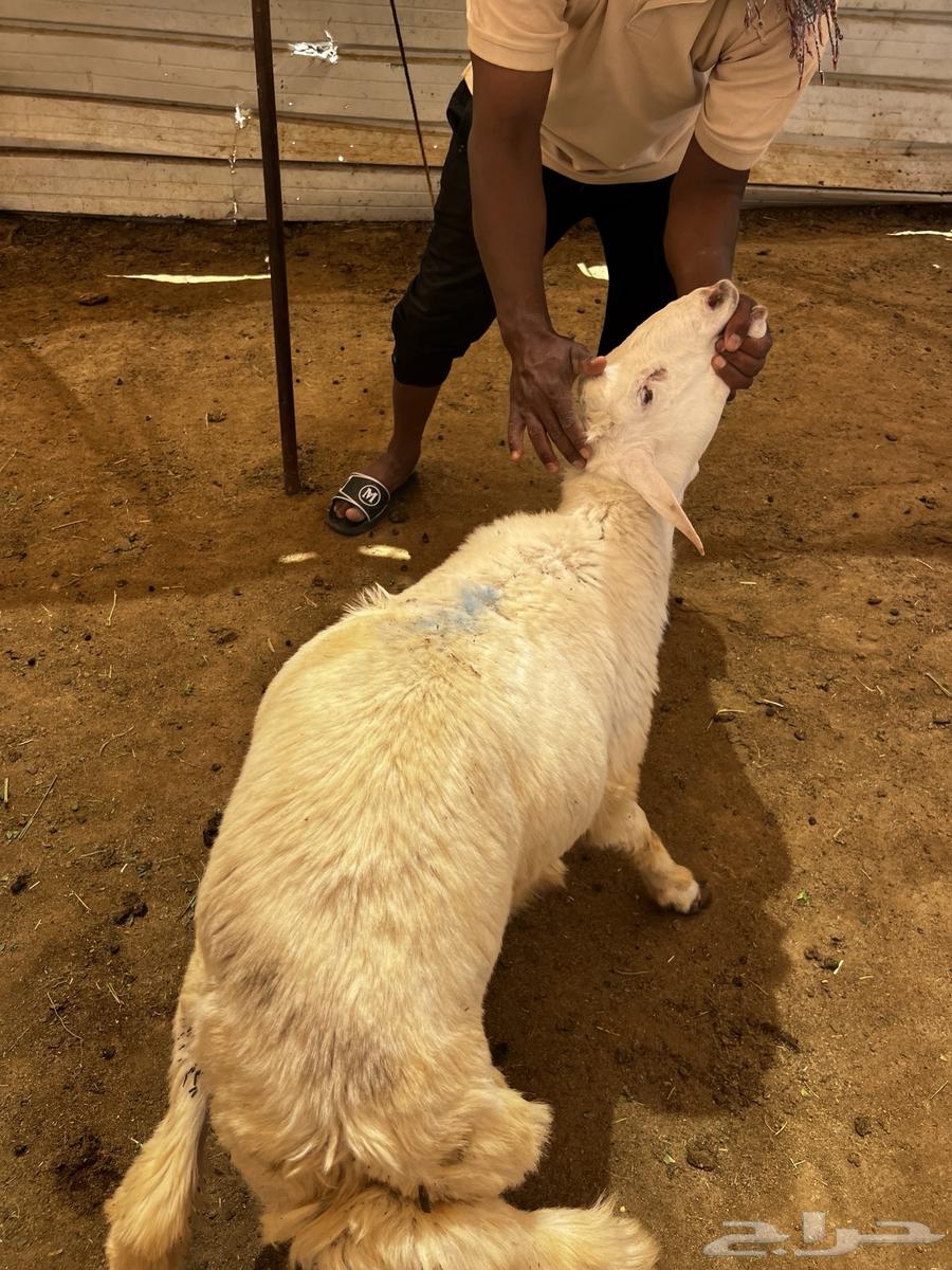 طلي حري عقيقة و ضيافة و ثلاجة64550718388099114