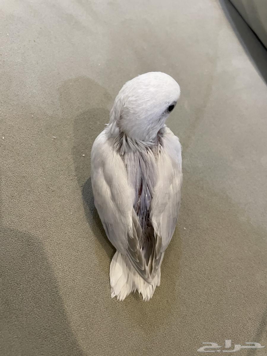 فرخ روز (تم البيع )64547457339905112