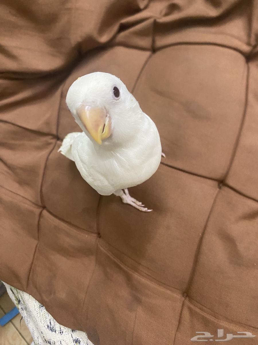 روز البينو هدد (تم البيع)64551490612099111