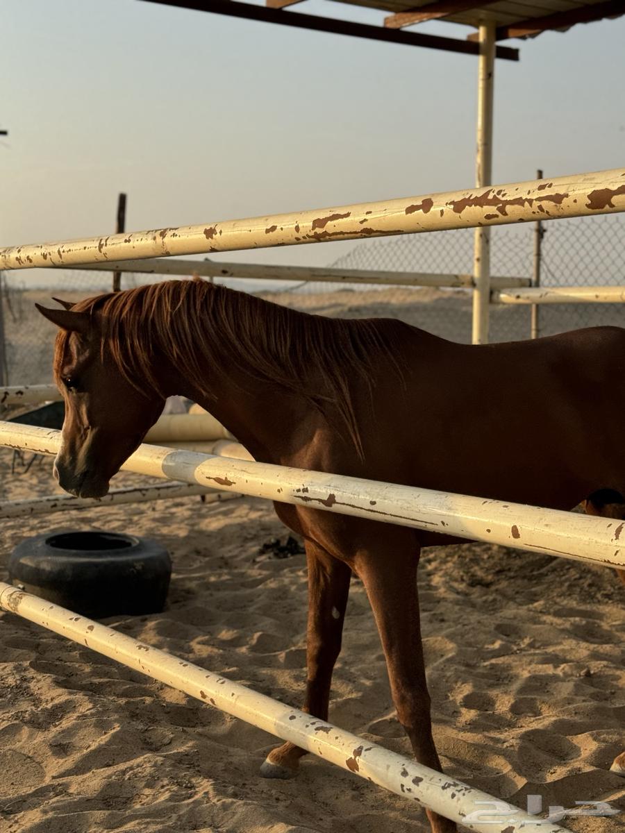 خيل للبيع64548547403266114