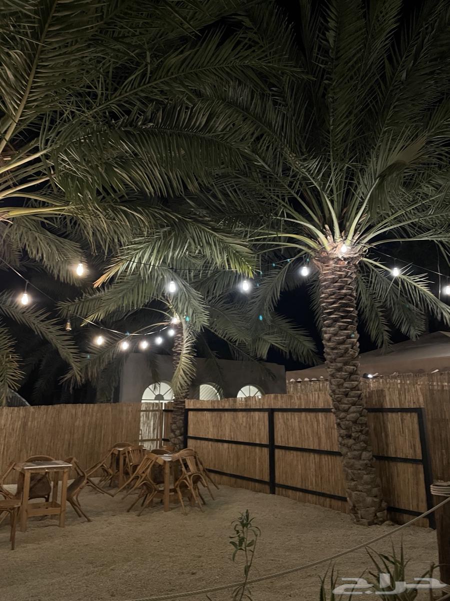 رولات خيزران الاعواد الزراعية والمزيد من الديكورات64547652546819111