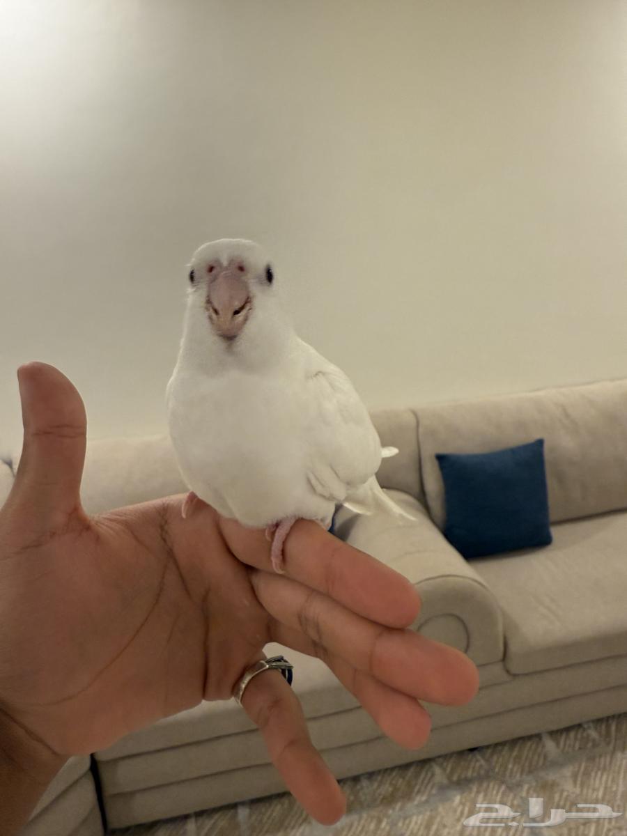 فرخ كروان( تم البيع )64550761098881112