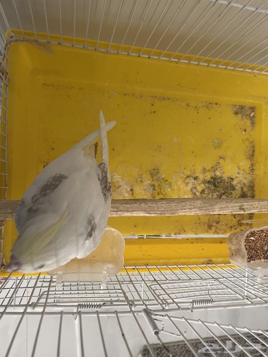 Farkh Karawan Kareemi Face Heavy Bid Hadd Nshibeh64549106915970110