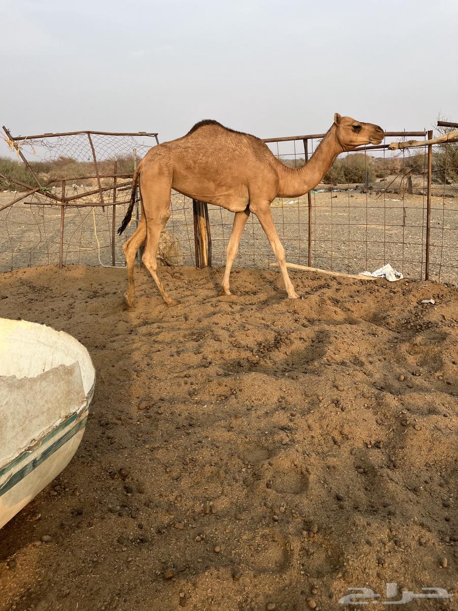 للبيع بكره لقيه64551632912386112