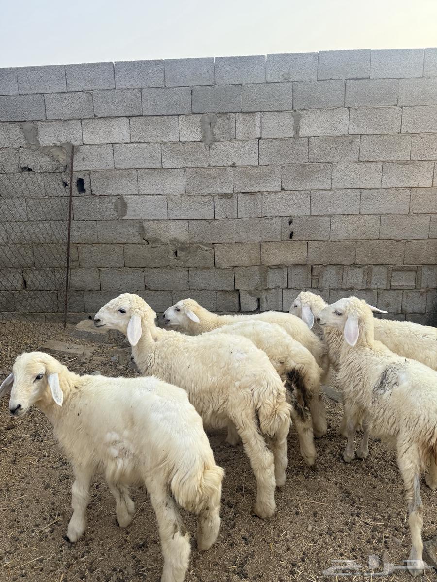 طليان ورخال 680 (تم البيع )64545556839554110