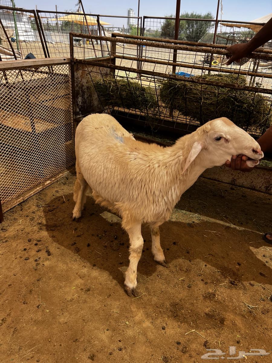 طلي حري عقيقة و ضيافة و ثلاجة64550718388099112