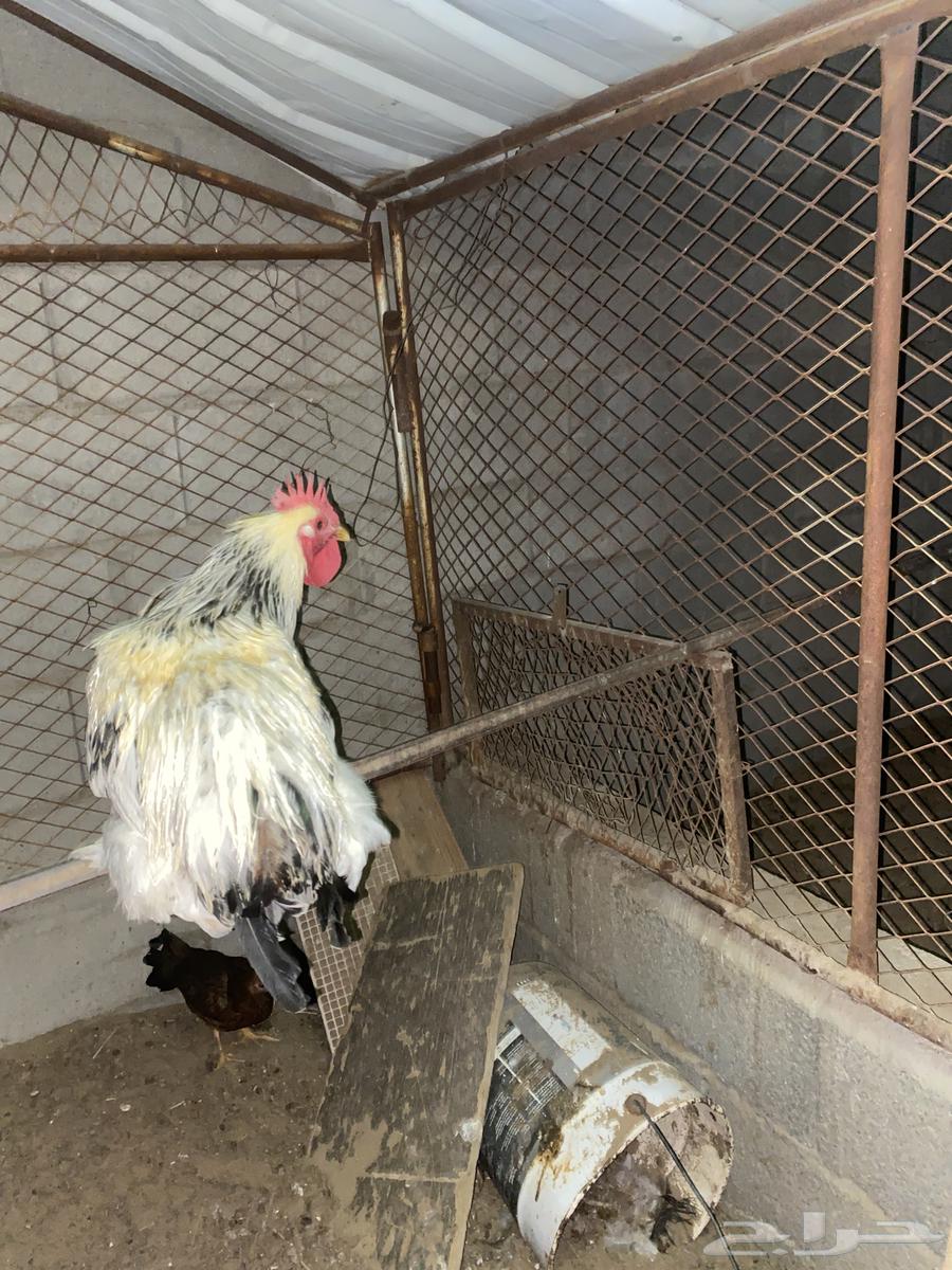 ديك براهما64543959311105110