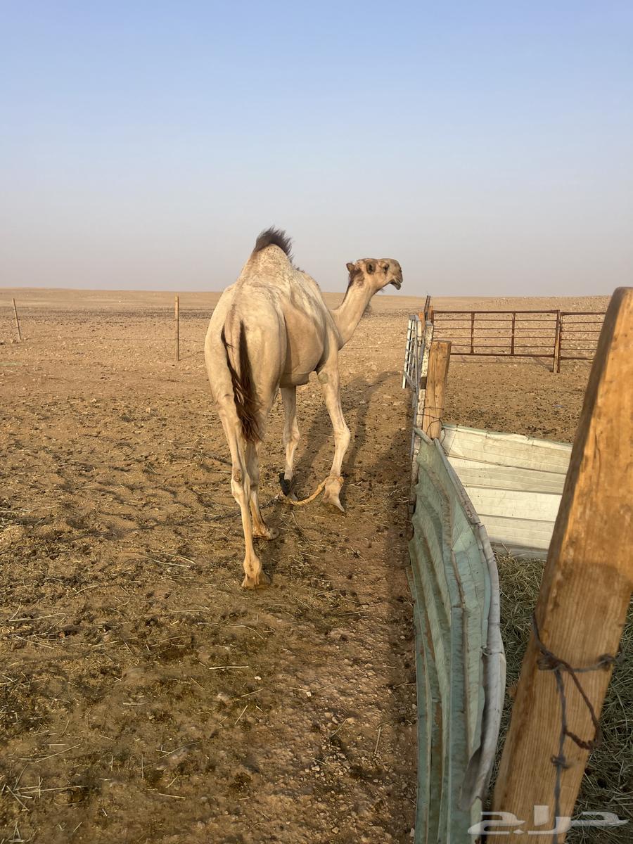 For sale, a good-natured camel stallion, two years old64547179669251114