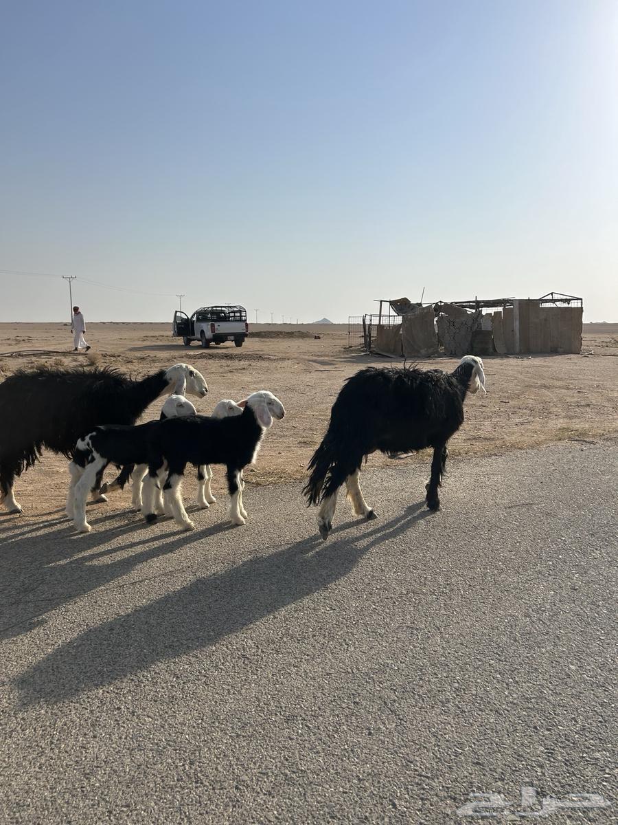 للبيع شياه نجد ولد64545374708099111