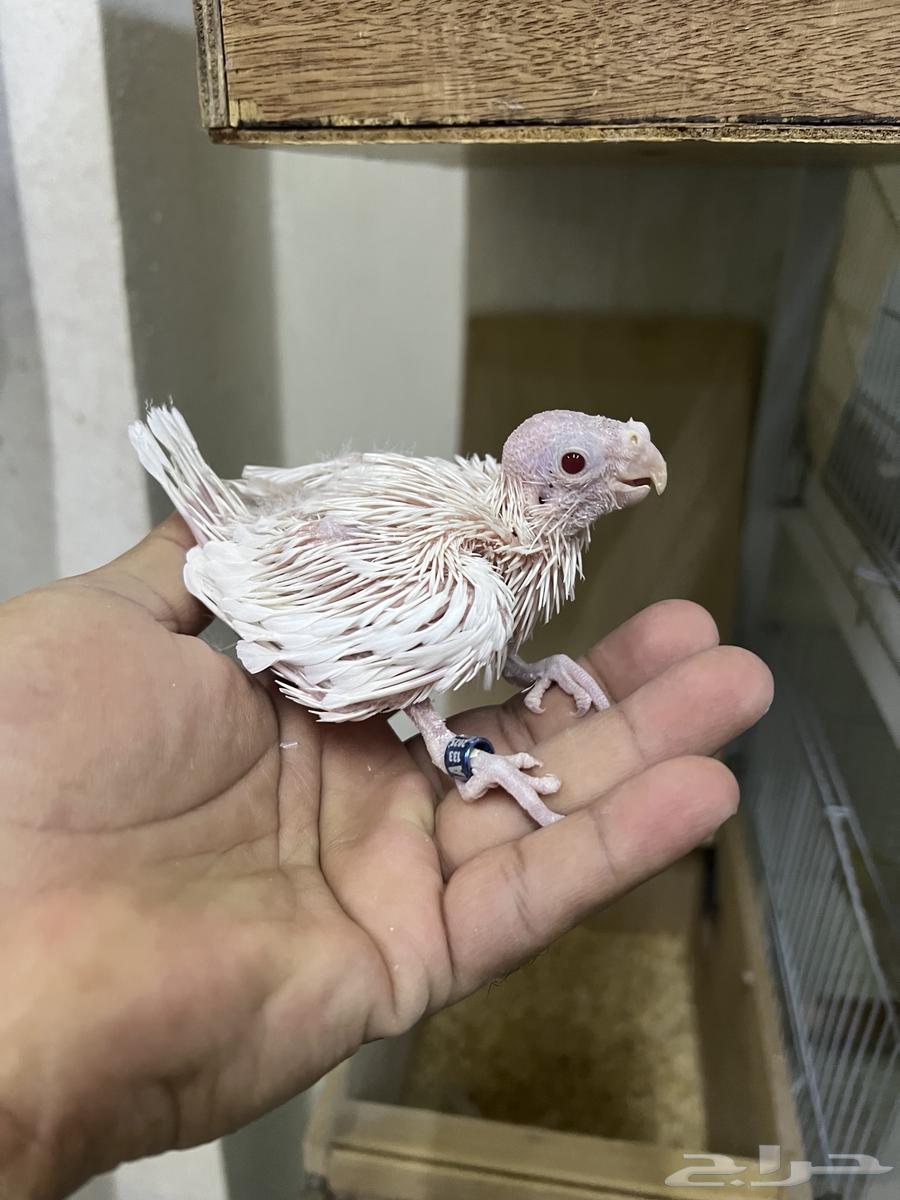 فرخ كوكتيل كروان تم البيع تم البيع64546237253123111