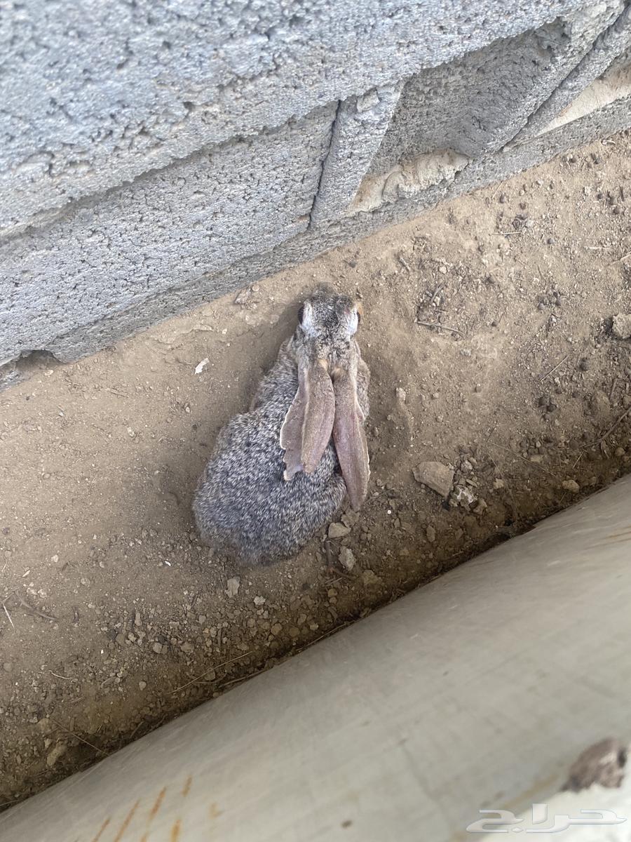 ارنب ذكر محمي الموقع الدرب64547165751683110