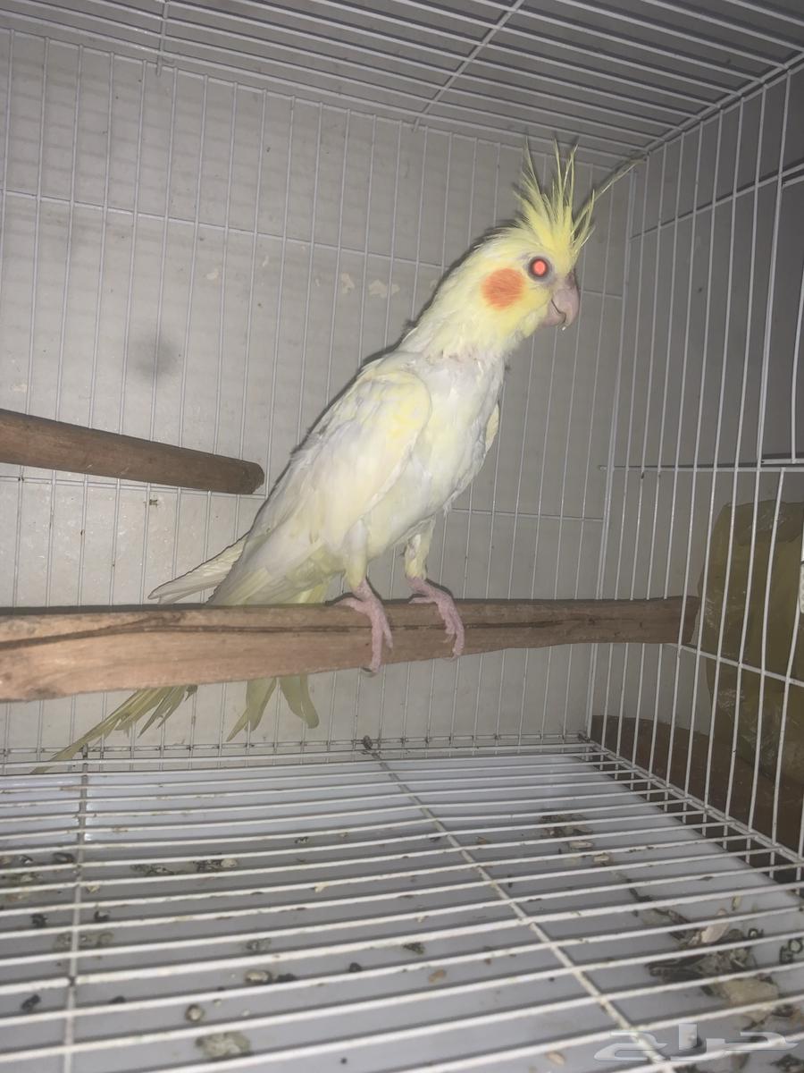 طير كروان تم البيع64551604128129110