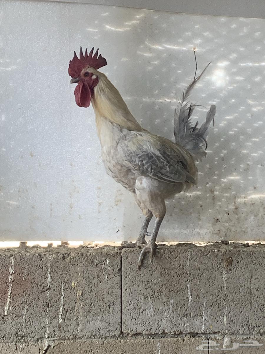 ديكه فيومي كفو كبار64548730645507111