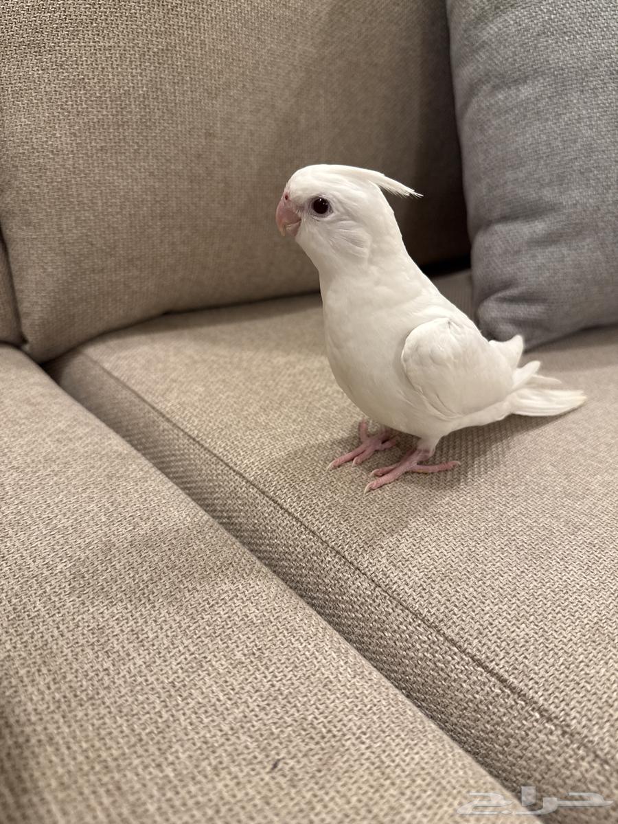 فرخ كروان( تم البيع )64550761098881110