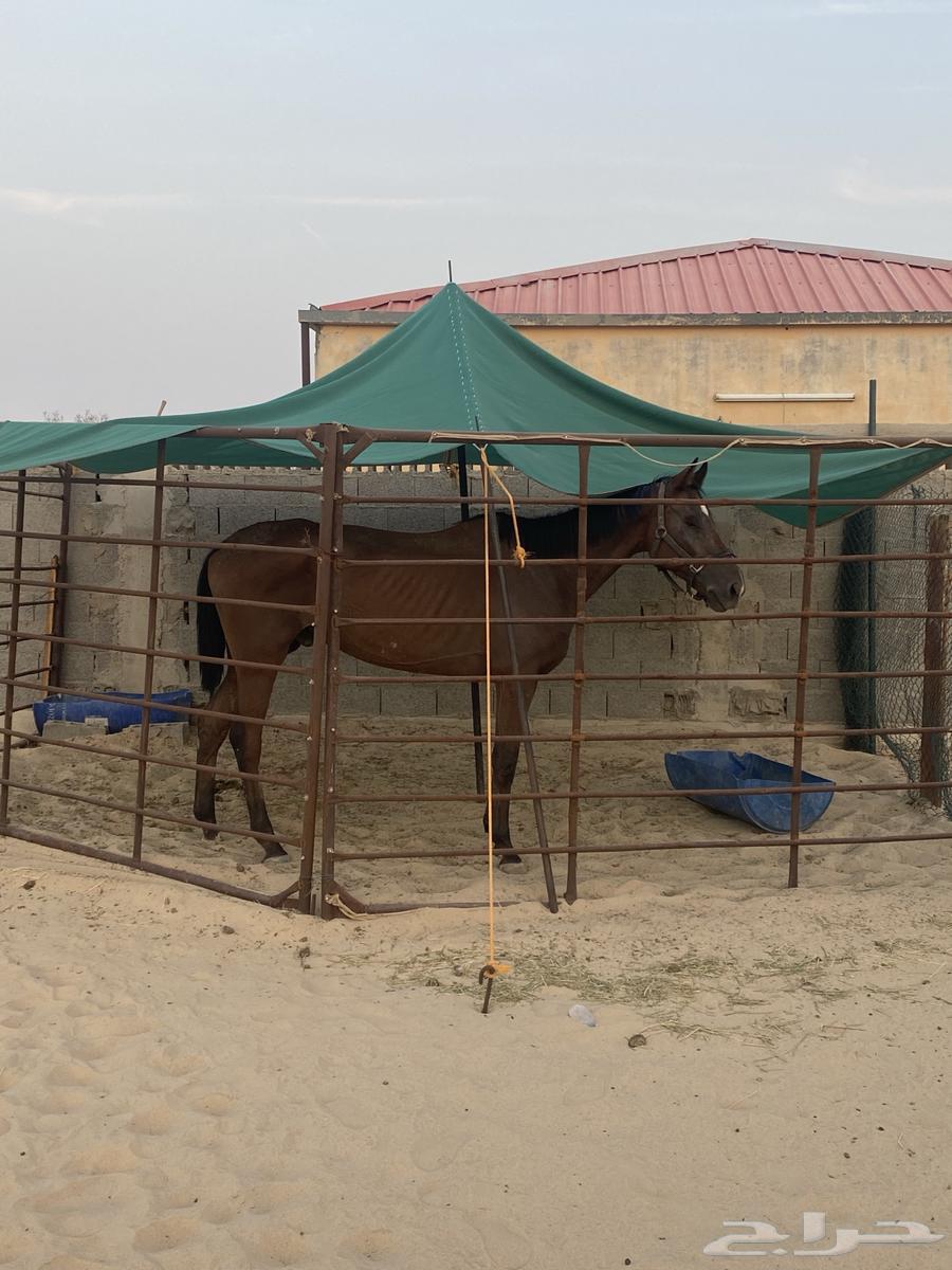 للبيع حصان أنجليزي على الشرط64548490914435110