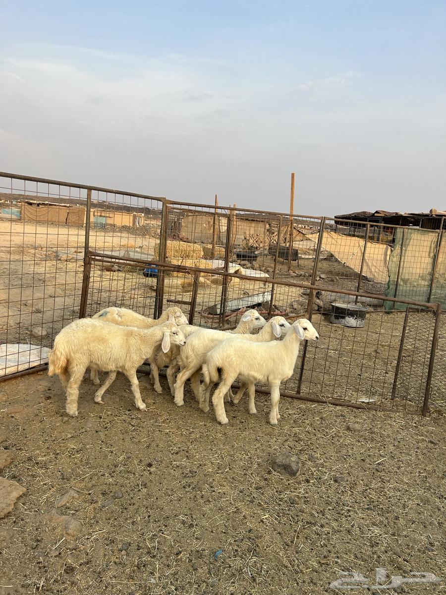 رخال حريات الحد ( 840 ) تم البيع64551419557506110